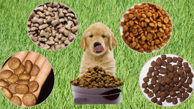 酶解法助力猫狗找回食欲，提高宠物食品适口性！